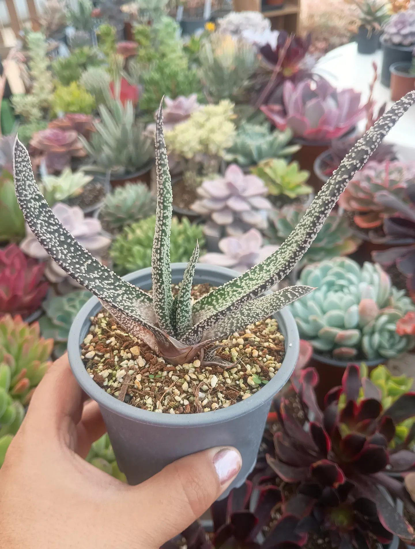 Gasteria carinata verrucosa 1