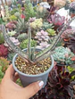 Gasteria carinata verrucosa - Miniatura 1