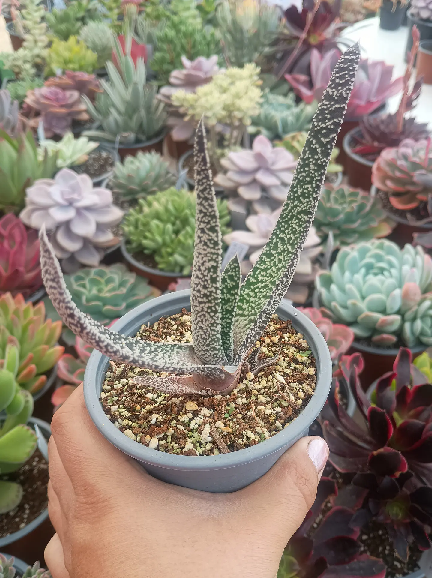 Gasteria carinata verrucosa 2