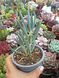 Senecio Mandraliscae - Miniatura 1