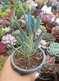 Senecio Mandraliscae - Miniatura 2