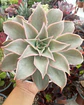 Echeveria Madiba - Miniatura 1