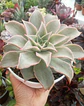 Echeveria Madiba - Miniatura 2