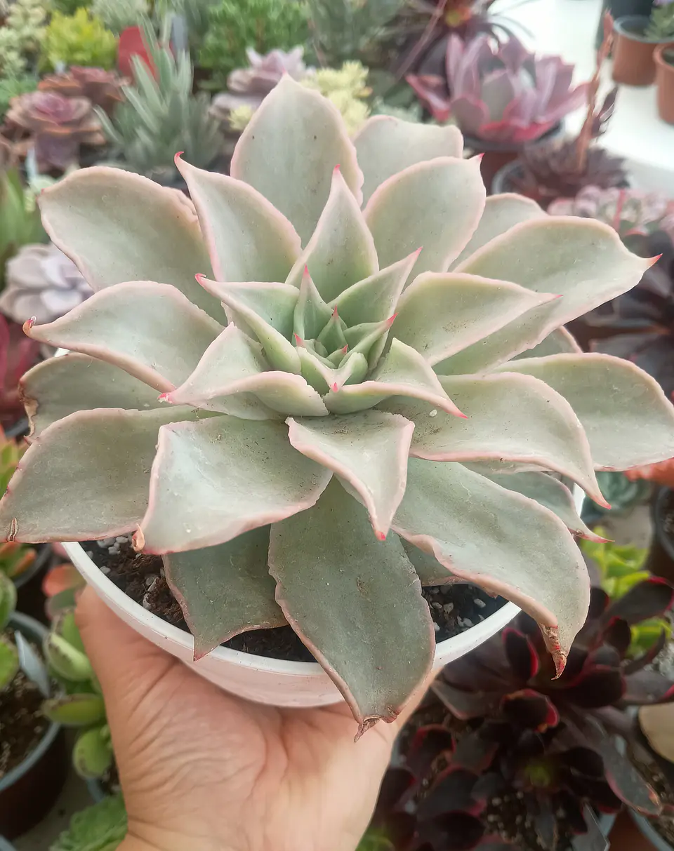 Echeveria Madiba 2