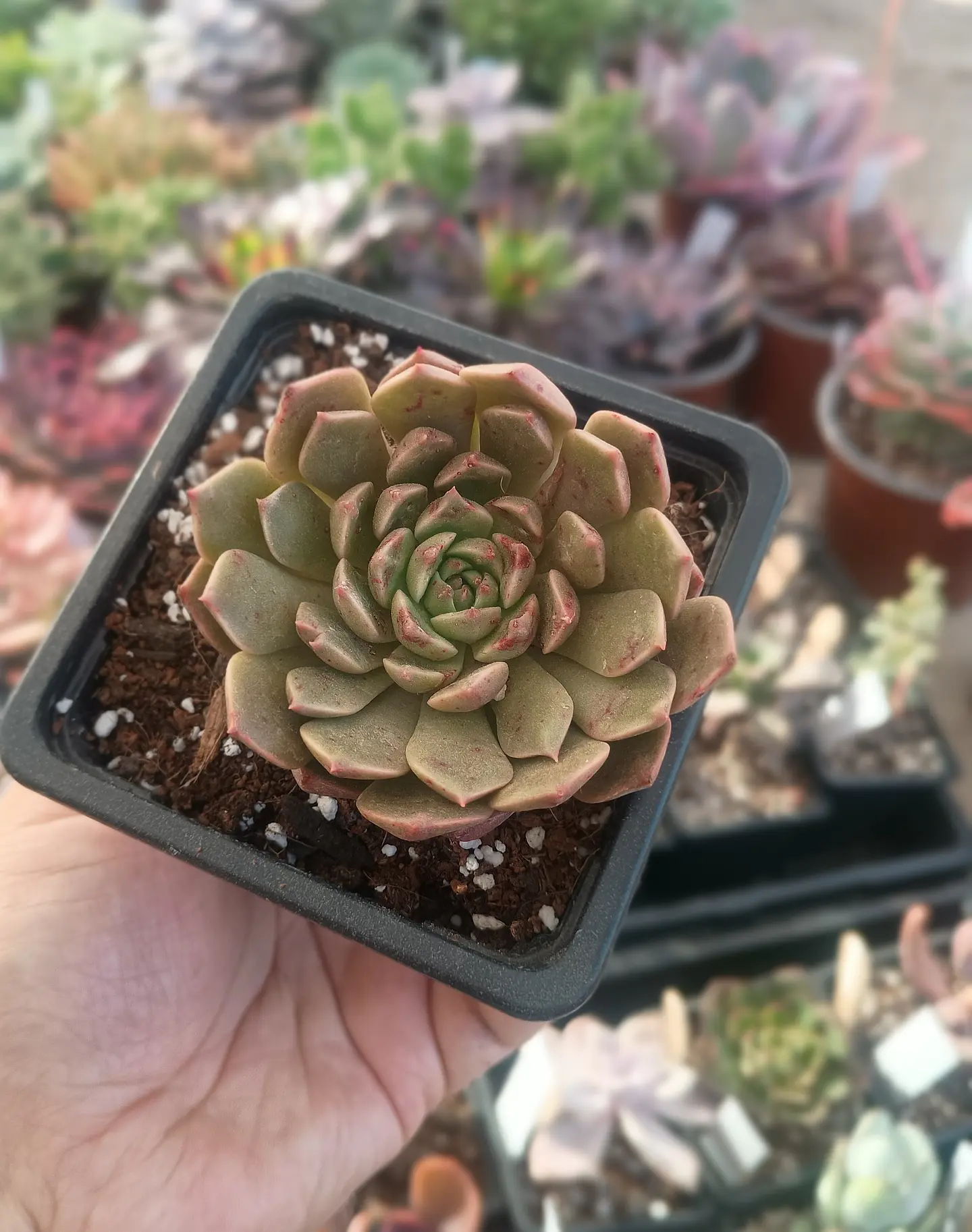 Echeveria Olivia 1