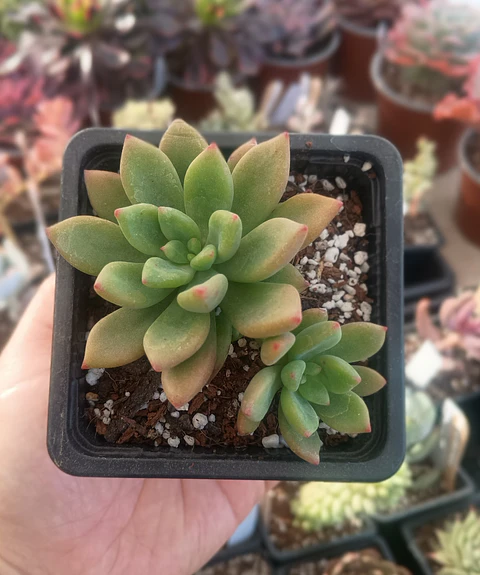 Sedeveria Apricot dreams