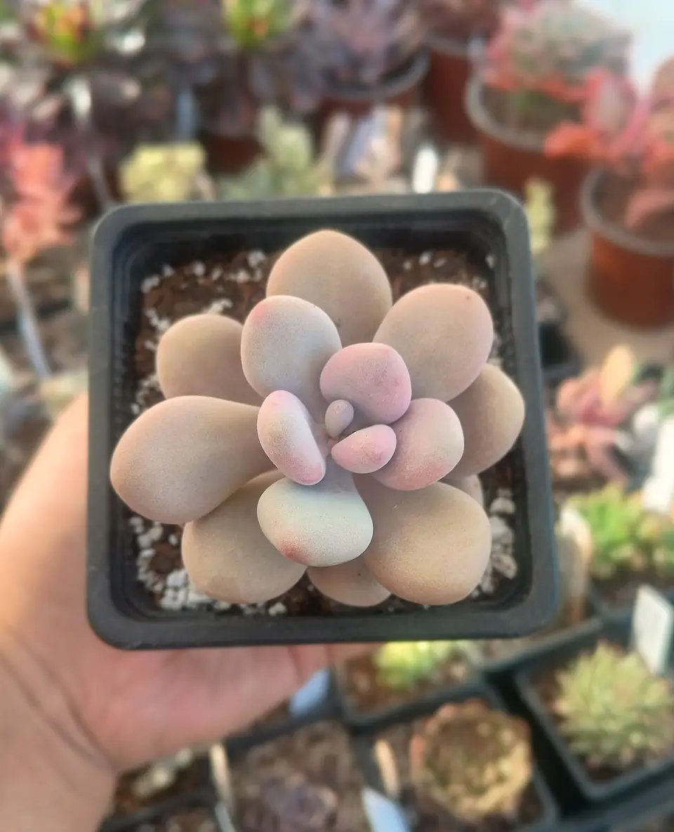Pachyphytum Oviferum 1