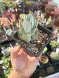 Cotyledon Oophylla - Miniatura 1