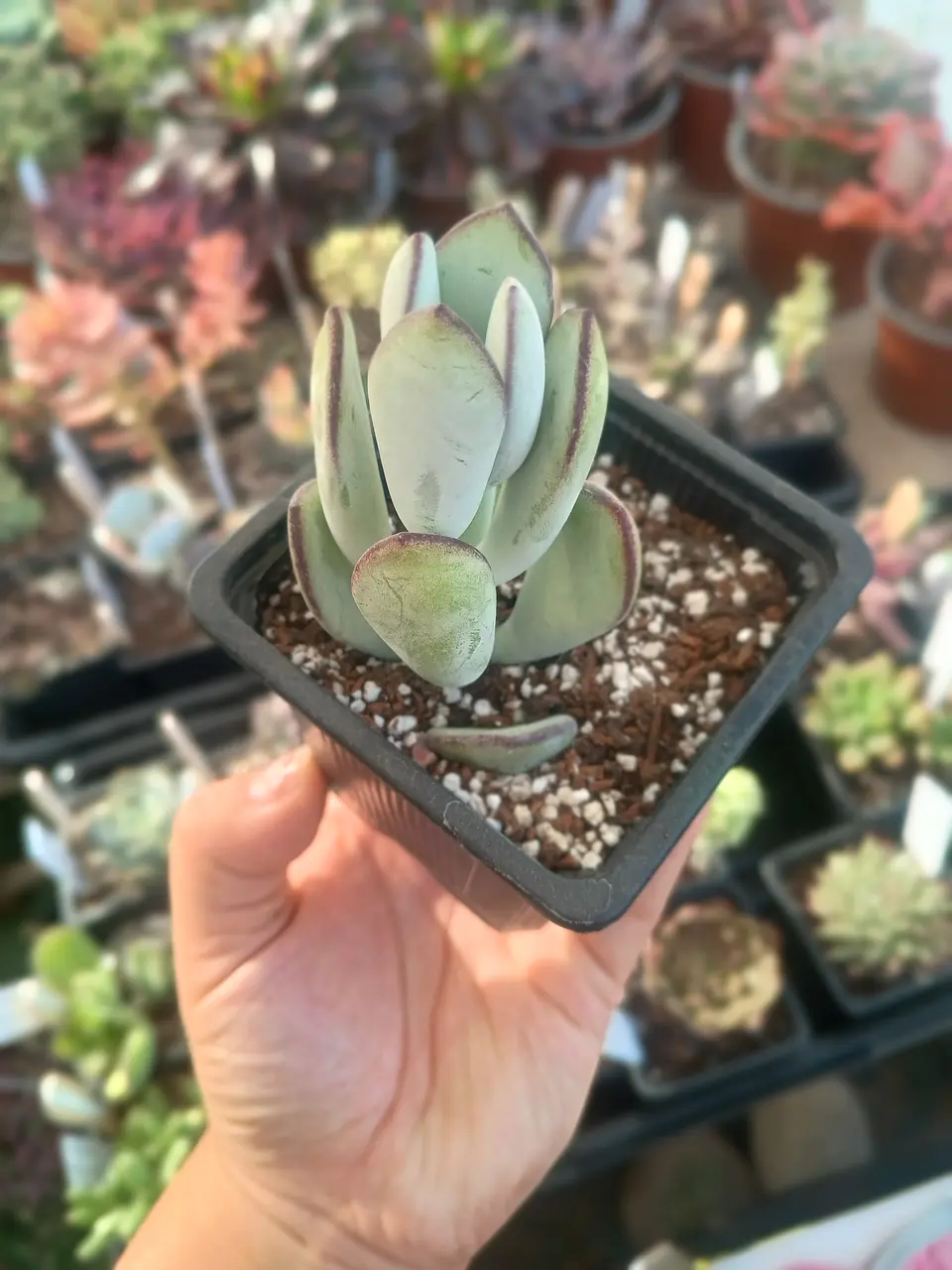 Cotyledon Oophylla 1