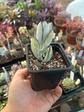 Cotyledon Oophylla - Miniatura 2