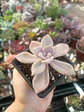 Graptopetalum Murasaki - Miniatura 1