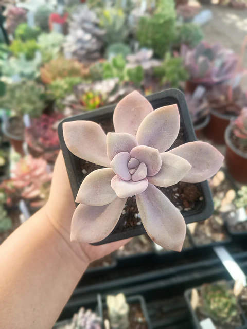 Graptopetalum Murasaki