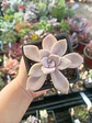 Graptopetalum Murasaki - Miniatura 2