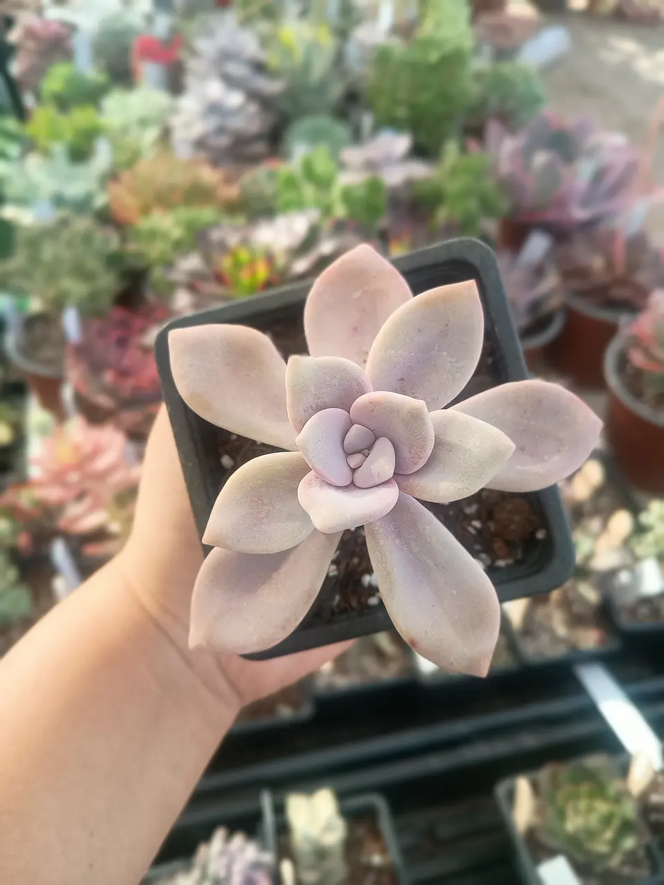 Graptopetalum Murasaki 2