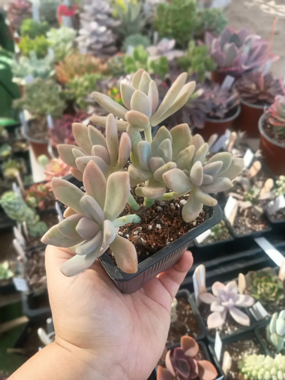 Graptophytum supreme 1