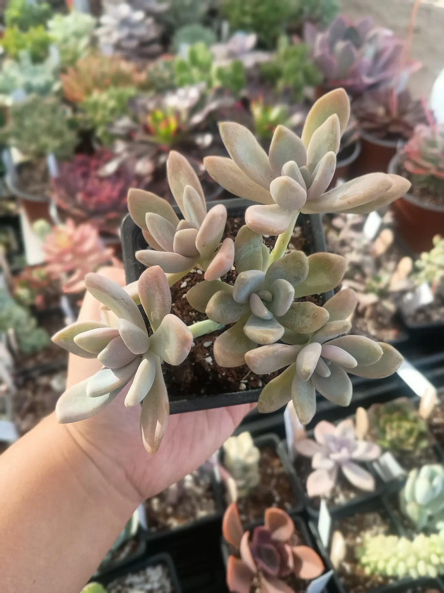 Graptophytum supreme 2