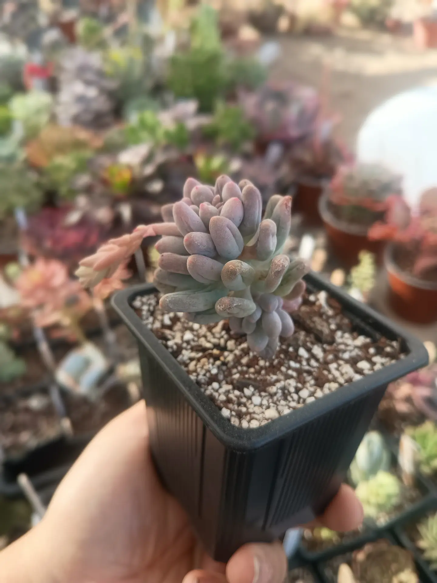 Pachyphytum Machucae baby fingers 1