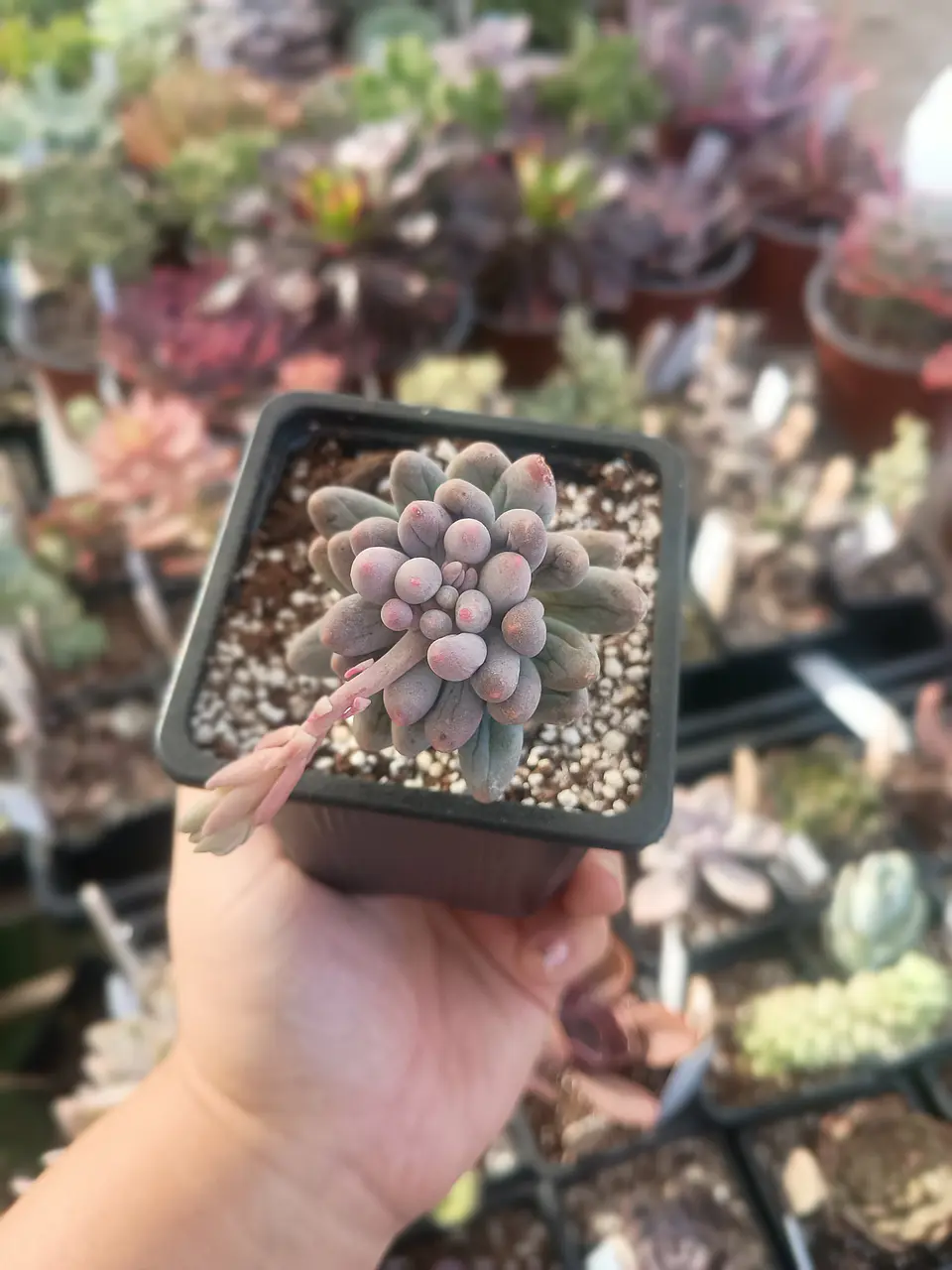 Pachyphytum Machucae baby fingers 2