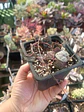 Ceropegia wodii - Miniatura 1
