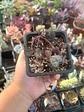 Ceropegia wodii - Miniatura 2