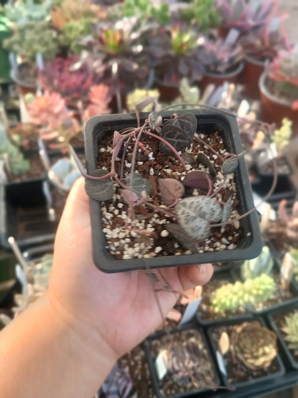 Ceropegia wodii 2