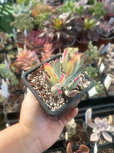Cotyledon Flanagahnii variegado