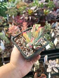 Cotyledon Flanagahnii variegado - Miniatura 1