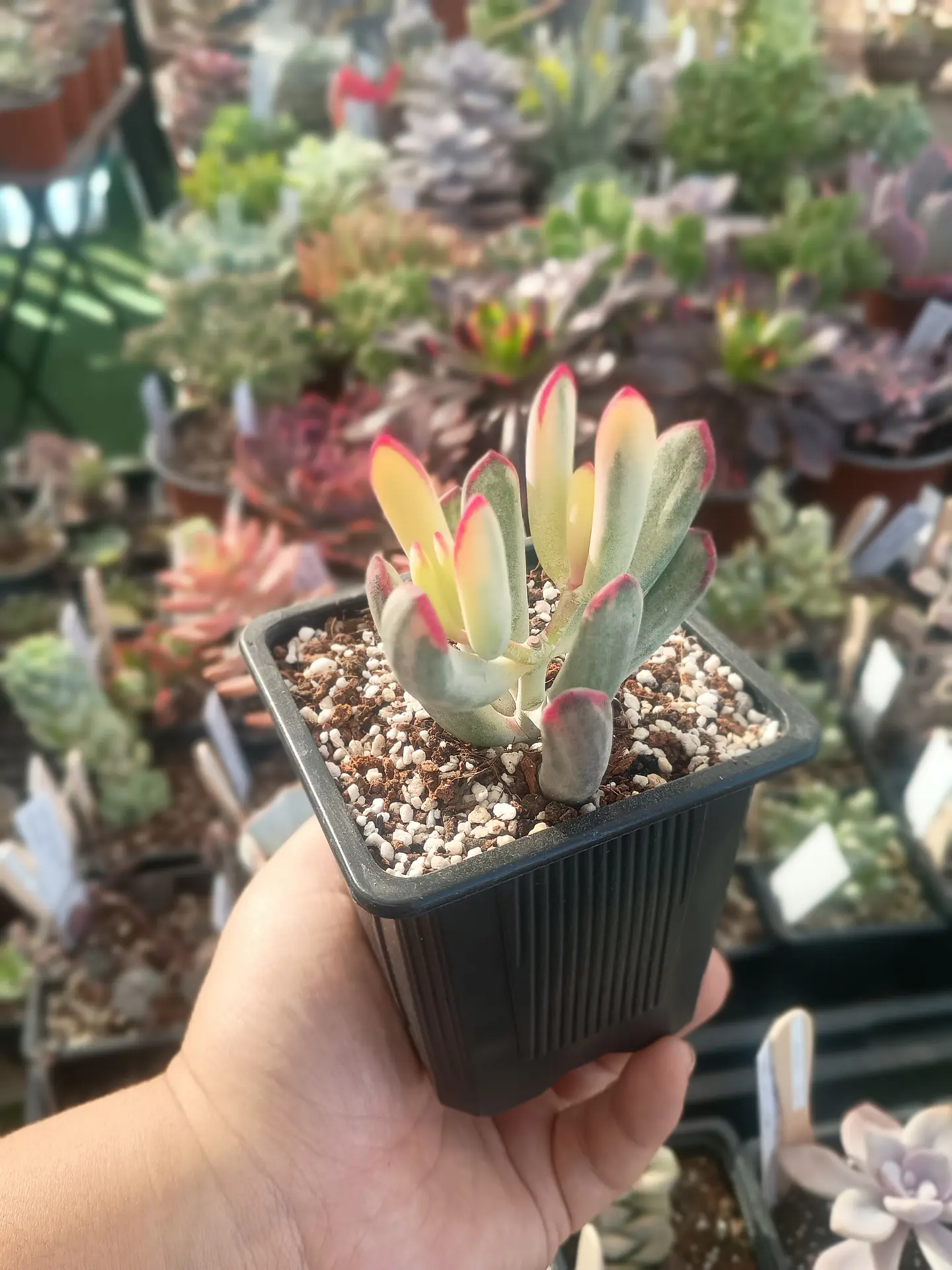 Cotyledon Flanagahnii variegado 2
