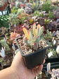 Cotyledon Flanagahnii variegado - Miniatura 2