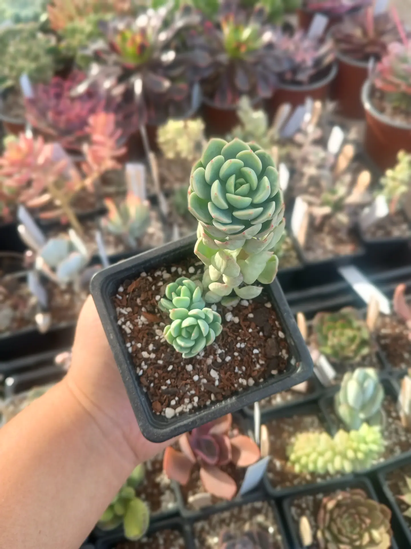 Sedeveria Spring jade 1