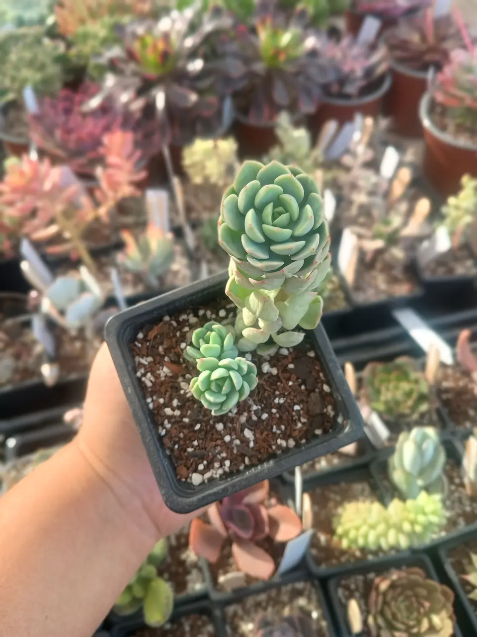 Sedeveria Spring jade 1