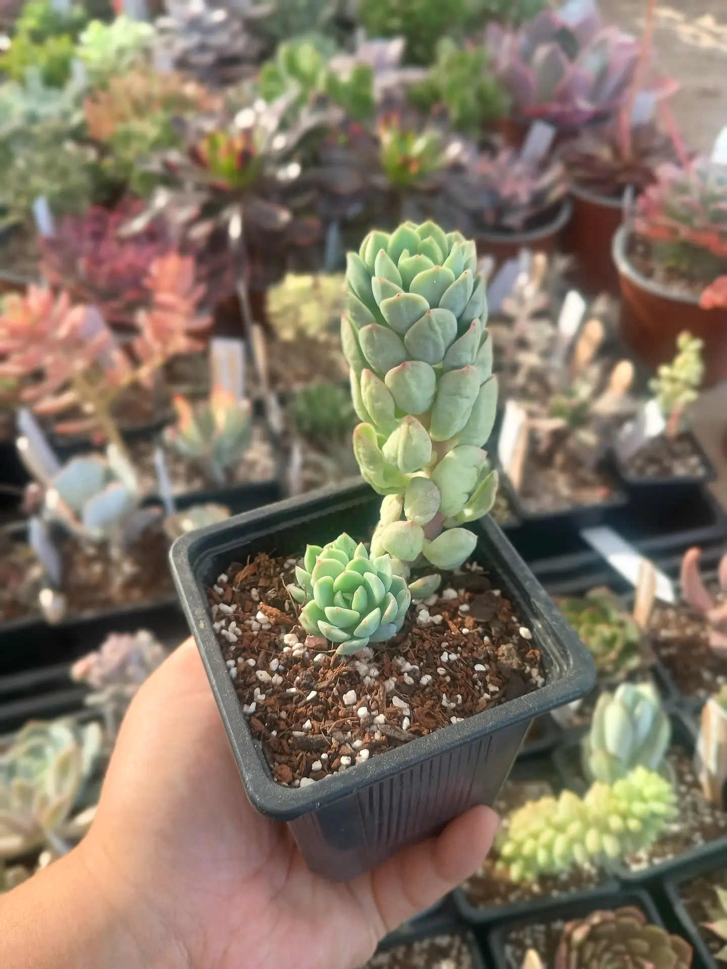 Sedeveria Spring jade 2