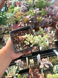 Cotyledon Pendens Variegado - Miniatura 1