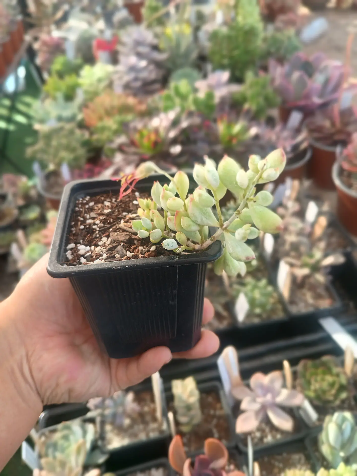 Cotyledon Pendens Variegado 2