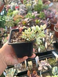 Cotyledon Pendens Variegado - Miniatura 2
