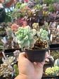 Sedum clavatum aurora blue - Miniatura 1