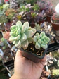 Sedum clavatum aurora blue - Miniatura 2