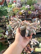 Pachyphytum saltense - Miniatura 1