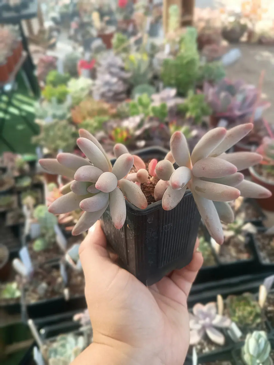 Pachyphytum saltense 2