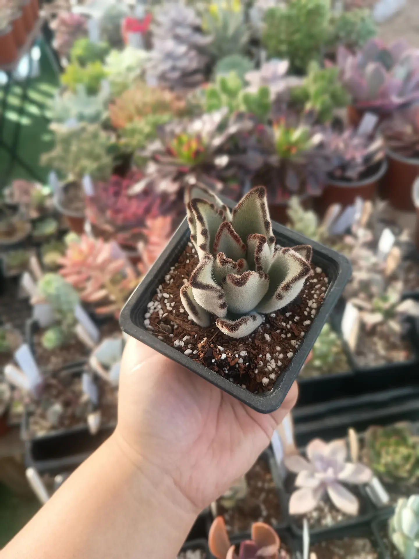 Kalanchoe tomentosa 1