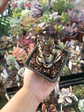 Kalanchoe tomentosa - Miniatura 1