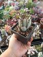Kalanchoe tomentosa - Miniatura 2