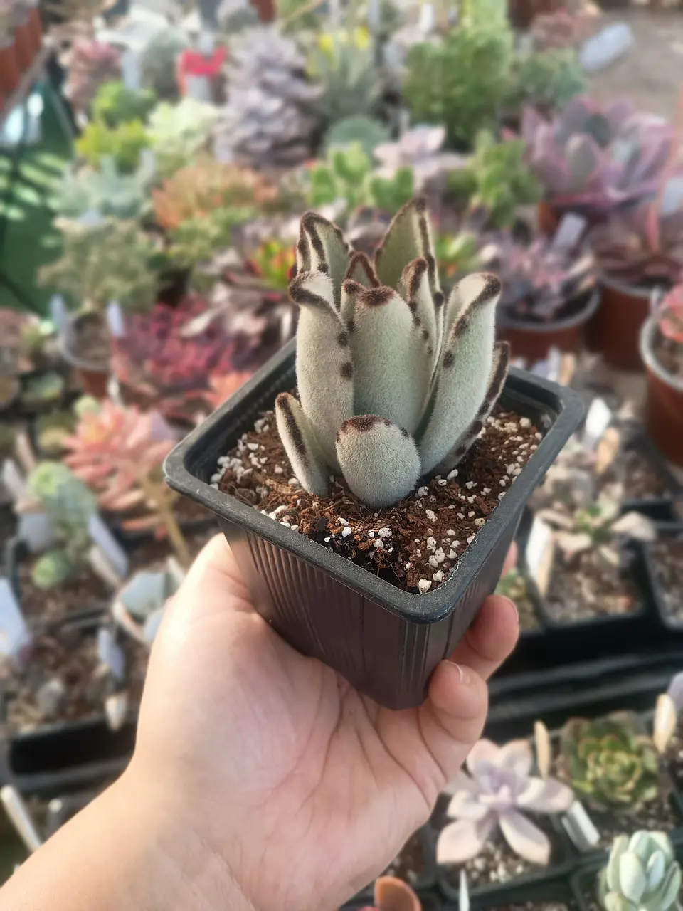 Kalanchoe tomentosa 2