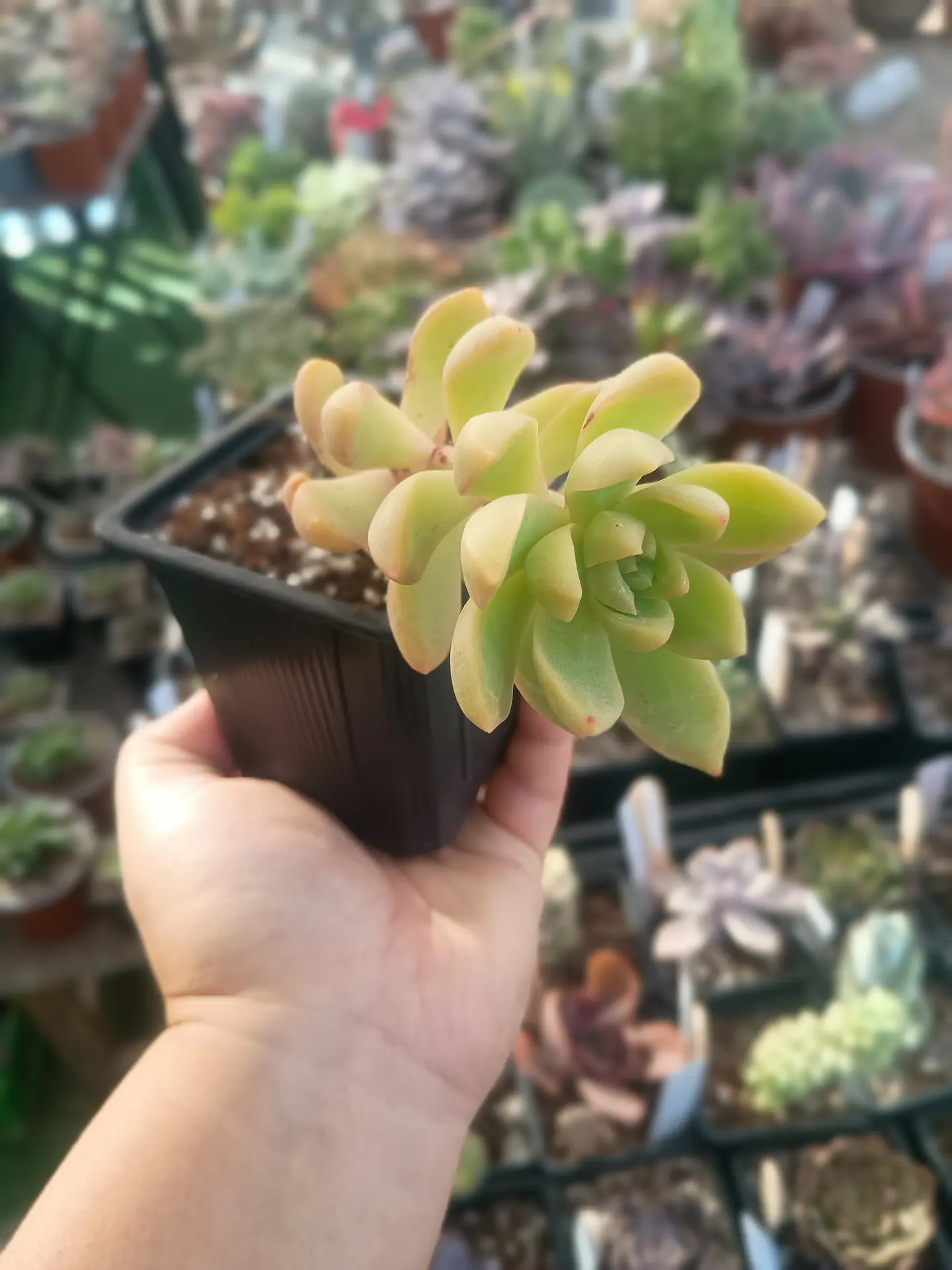 Sedum adolphii Golden glow 1