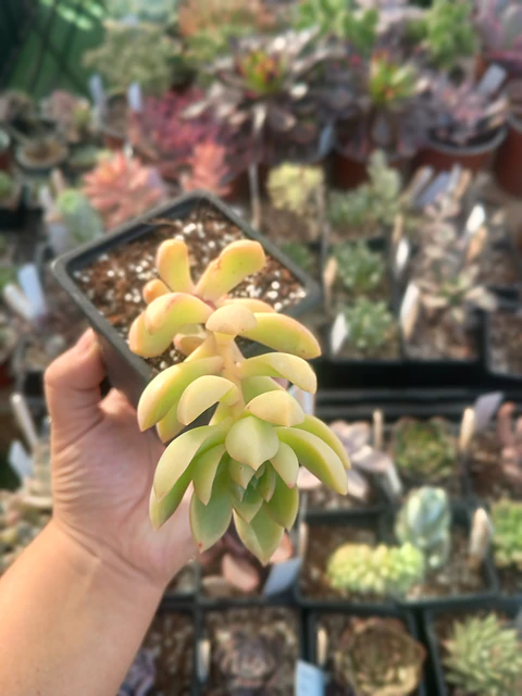 Sedum adolphii Golden glow