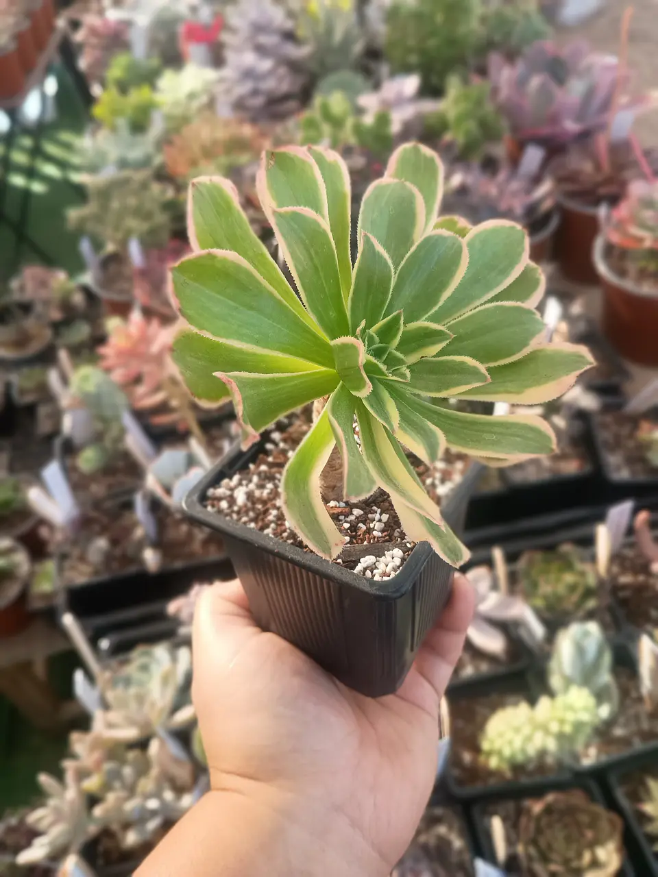 Aeonium variegado 1