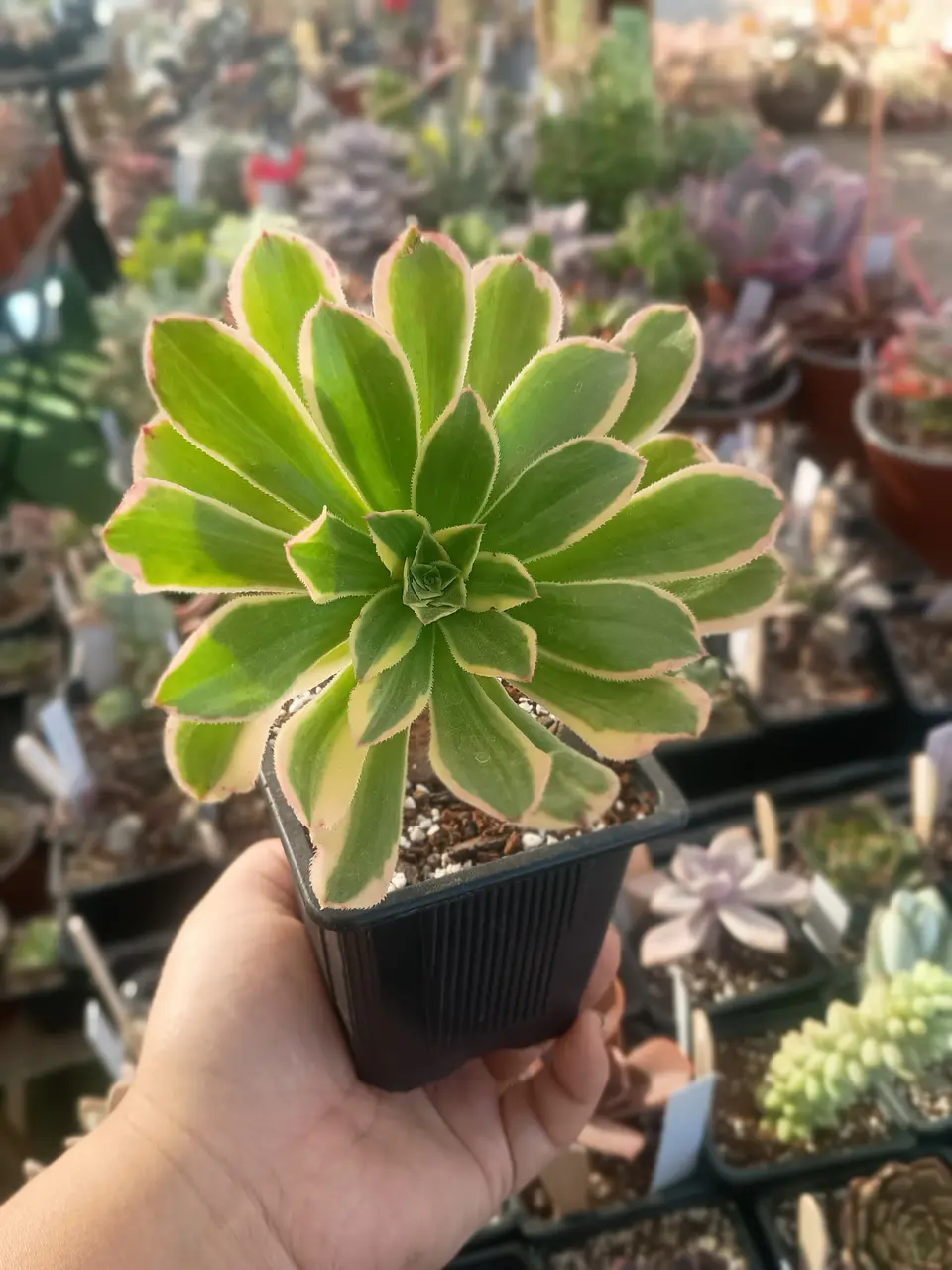 Aeonium variegado 2