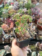 Aeonium Aichryson  - Miniatura 1