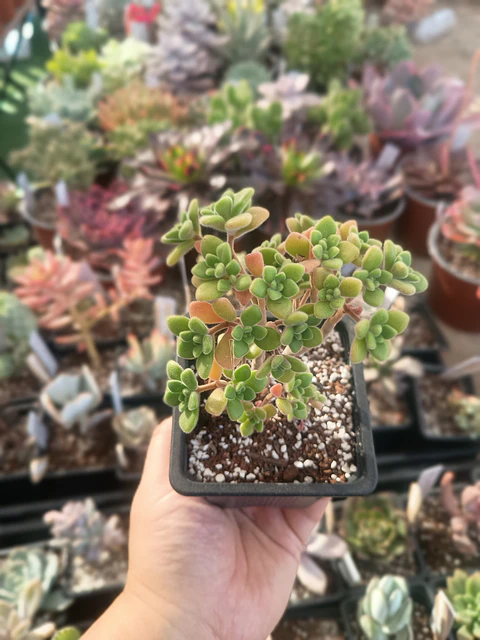 Aeonium Aichryson 