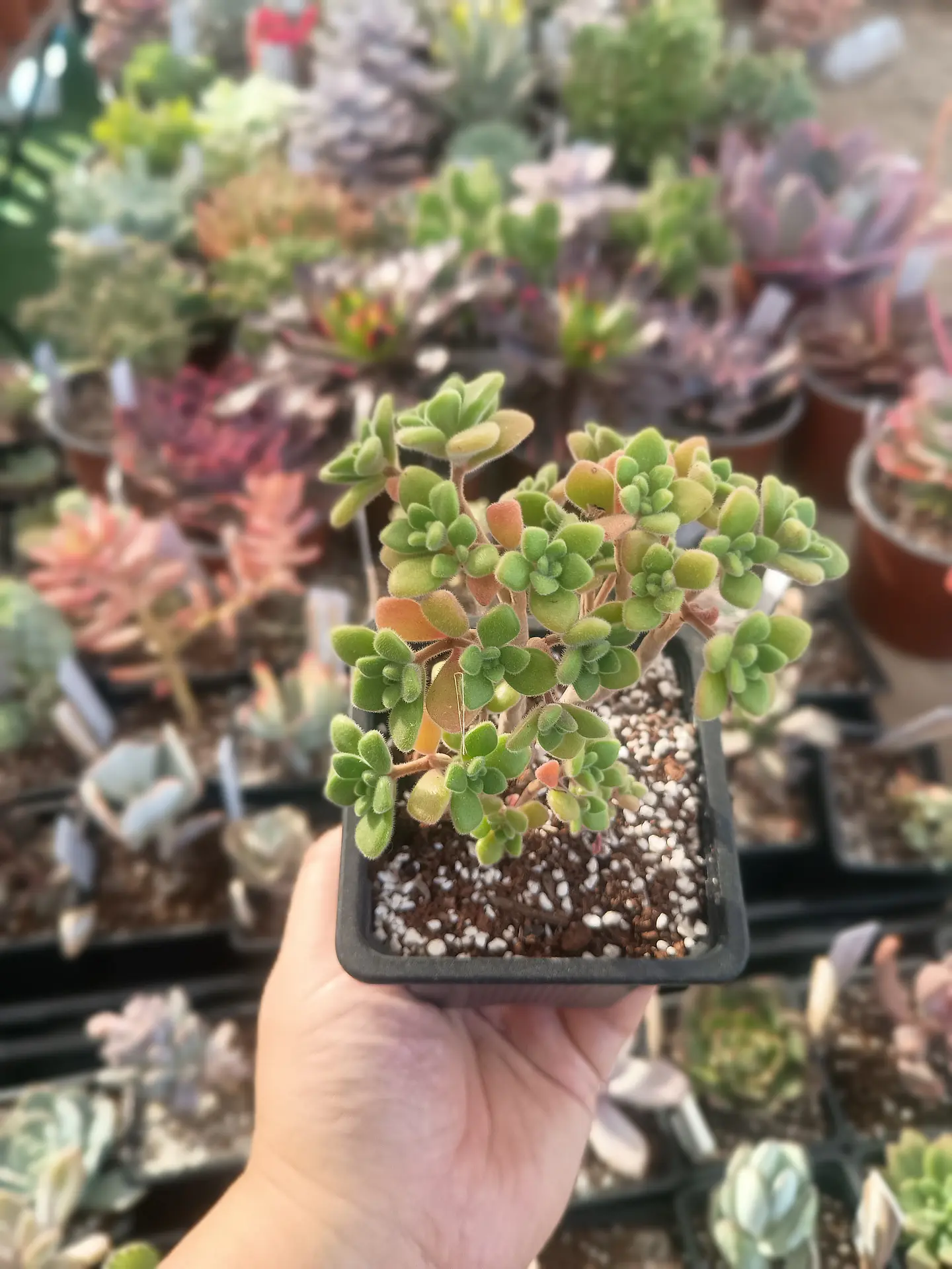 Aeonium Aichryson  2